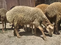 Schaf, Schafe — Foto 6