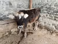 ثور, الماشية — الصورة 1