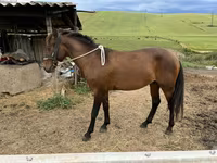 At, Azerbaijan horse — foto 3