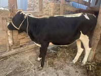 Vaca, Russian Black pied cattle — foto 1