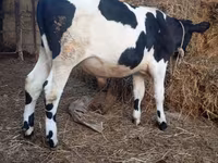 Bulle, Russian Black pied cattle — Foto 2