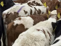 Rinder (Partie, Geschlecht nicht angegeben), Russian Black pied cattle — Foto 6