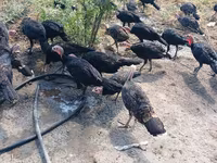 Guinea fowl — الصورة 1