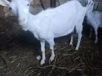 Keçi, Alpine goat — foto 1