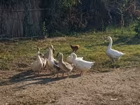Geese — फ़ोटो 3