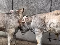 Toro, Ganado vacuno — foto 7