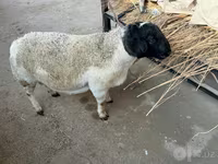 公羊, Dorper sheep — 照片 1
