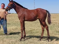 Hengst, Thoroughbred horse — Foto 1