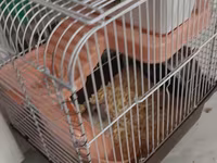 Qefesde 2 hamster cunqarik var. Sebeti alana hamsterleri ödənişsiz — Foto 3