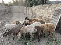 Carnero, Ovejas — foto 4