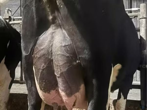 İnək, Holştin irqi