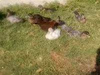 Hausente — Foto 3