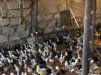 Chickens — Foto 5