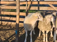 كبش, Assaf sheep — الصورة 4
