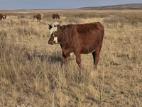 Sigir, Latvian Blue cattle — 2-rasm