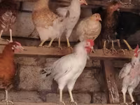 Chickens — 6-rasm