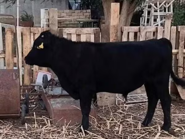 Bulle, Aberdeen-Angus
