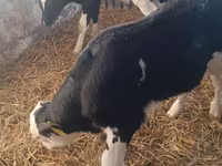 Bulle, Simmental cattle — Foto 5