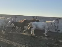 Айғыр, Kazakh horse — 2-сурет