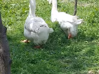 Geese — Foto 1