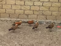 Ducks — foto 3