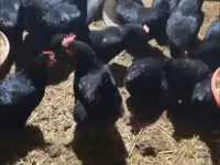 Chickens — Foto 2