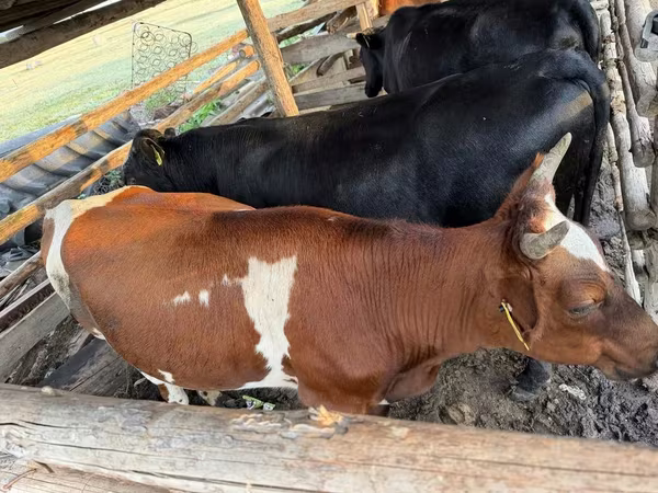 بقرة, Simmental cattle