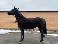 Stute, Akhal-Teke — Foto 3