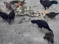 Chickens — Foto 6
