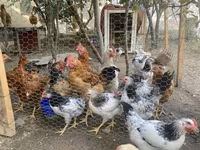 Chickens — الصورة 5