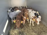 Bulle, Simmental cattle — Foto 1