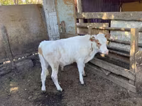 公牛, Simmental cattle — 照片 1
