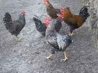 Chickens — फ़ोटो 1