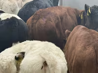Rinder (Partie, Geschlecht nicht angegeben), Charolais cattle — Foto 6