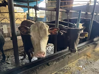 Bulle, Simmental cattle — Foto 4