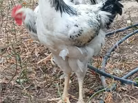 Chickens — الصورة 3