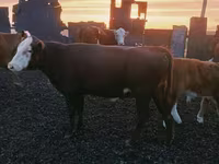 公牛, Kazakh White-headed cow — 照片 2