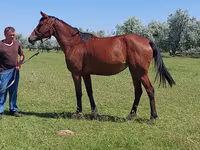 Stute, Arabian horse — Foto 3