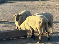 Qoʻchqor, Hampshire sheep — 1-rasm