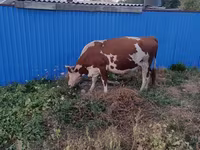 Kuh, Latvian Blue cattle — Foto 1