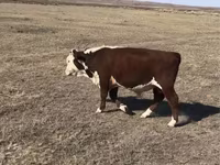 Cow, Cattle — photo 5