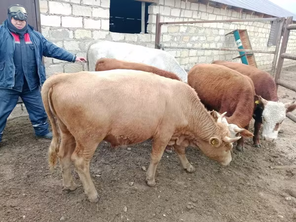 Buqa, Simmental cattle