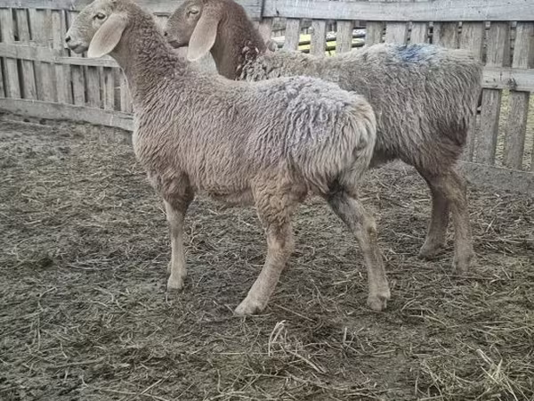 Schaf, Arashan sheep