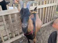 عنزة, Alpine goat — الصورة 4