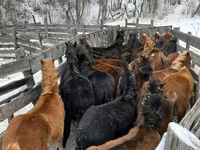 Caballo, Caballos — foto 1