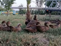 Ducks — фото 1