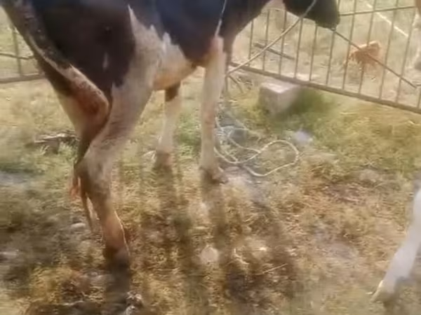 Vaca, Simmental cattle