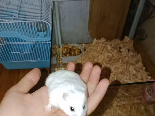 Ağ rəngli xırda hamster və komplekt ləvazimatları Paket tərkibi: -