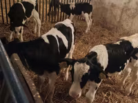 Бик, Russian Black pied cattle — фото 5