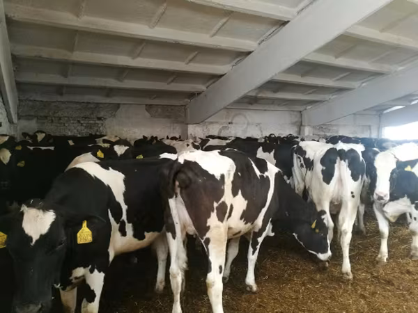母牛, Holstein breed